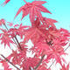 Vonkajšie bonsai - Javor palmatum DESHOJO - Javor dlaňolistý - 3/4