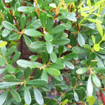 Izbová Syzygium bonsai -Pimentovník - 3