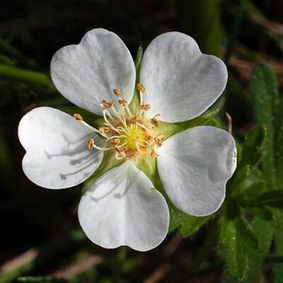 Vonkajší bonsai - Potentilla Alba - Mochna biela - 3