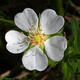 Vonkajší bonsai - Potentilla Alba - Mochna biela - 3/3