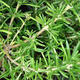 Izbová bonsai - Rozmarín lekársky-Rosmarinus officinalis - 3/3