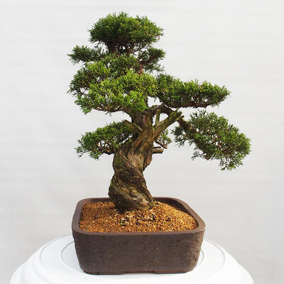 Vonkajší bonsai - Juniperus chinensis Itoigawa -Jalovec čínsky - 4