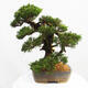 Vonkajší bonsai - Juniperus chinensis Itoigawa -Jalovec čínsky - 4/5