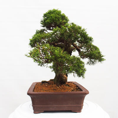 Vonkajší bonsai - Juniperus chinensis Itoigawa -Jalovec čínsky - 4