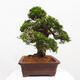 Vonkajší bonsai - Juniperus chinensis Itoigawa -Jalovec čínsky - 4/5