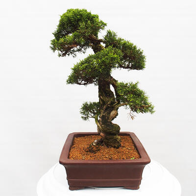 Vonkajší bonsai - Juniperus chinensis Itoigawa -Jalovec čínsky - 4