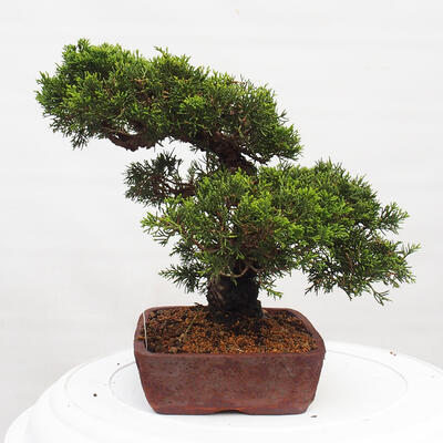 Vonkajší bonsai - Juniperus chinensis Itoigawa -Jalovec čínsky - 4