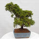 Vonkajší bonsai - Juniperus chinensis Itoigawa -Jalovec čínsky - 4/4