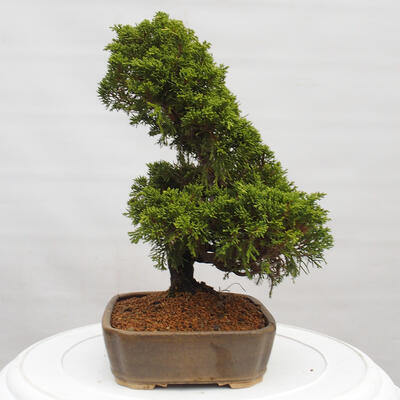 Vonkajší bonsai - Juniperus chinensis Itoigawa -Jalovec čínsky - 4