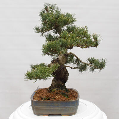 Vonkajšie bonsai - Pinus parviflora - Borovica drobnokvetá - 4