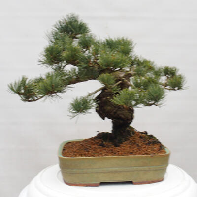 Vonkajšie bonsai - Pinus parviflora - Borovica drobnokvetá - 4