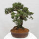 Vonkajšie bonsai - Pinus parviflora - Borovica drobnokvetá - 4/5