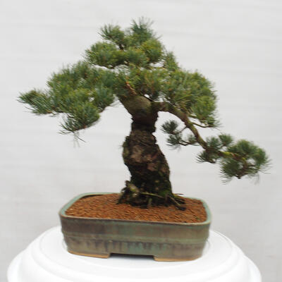 Vonkajšie bonsai - Pinus parviflora - Borovica drobnokvetá - 4