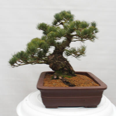 Vonkajšie bonsai - Pinus parviflora - Borovica drobnokvetá - 4