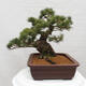 Vonkajšie bonsai - Pinus parviflora - Borovica drobnokvetá - 4/5