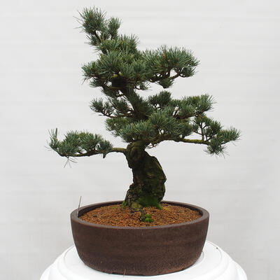 Vonkajšie bonsai - Pinus parviflora - Borovica drobnokvetá - 4