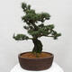 Vonkajšie bonsai - Pinus parviflora - Borovica drobnokvetá - 4/4