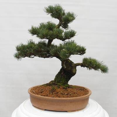 Vonkajšie bonsai - Pinus parviflora - Borovica drobnokvetá - 4