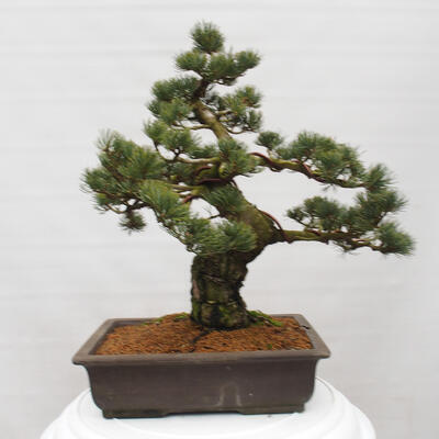 Vonkajšie bonsai - Pinus parviflora - Borovica drobnokvetá - 4