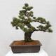 Vonkajšie bonsai - Pinus parviflora - Borovica drobnokvetá - 4/5