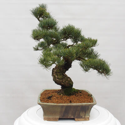 Vonkajšie bonsai - Pinus parviflora - Borovica drobnokvetá - 4