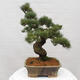 Vonkajšie bonsai - Pinus parviflora - Borovica drobnokvetá - 4/4