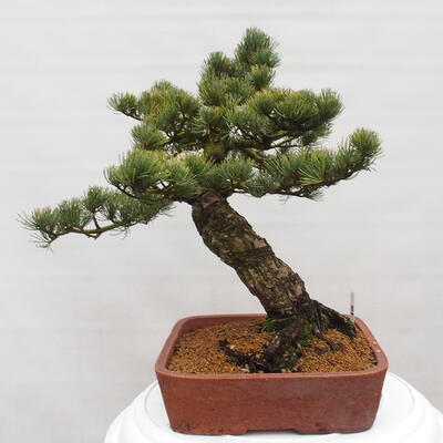 Vonkajšie bonsai - Pinus parviflora - Borovica drobnokvetá - 4