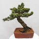 Vonkajšie bonsai - Pinus parviflora - Borovica drobnokvetá - 4/5