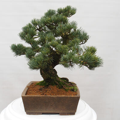 Vonkajšie bonsai - Pinus parviflora - Borovica drobnokvetá - 4