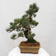 Vonkajšie bonsai - Pinus parviflora - Borovica drobnokvetá - 4/5