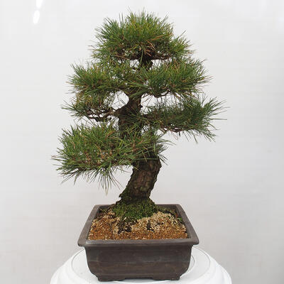 Vonkajšie bonsai - Pinus thunbergii - Borovica thunbergova - 4