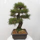 Vonkajšie bonsai - Pinus thunbergii - Borovica thunbergova - 4/5