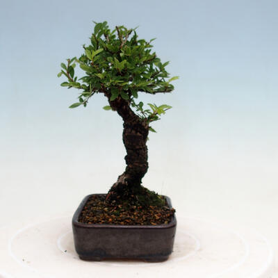 Vonkajšie bonsai - Zelkova - Zelkova NIRE - 4