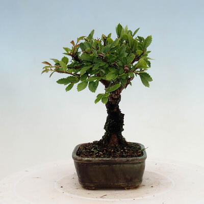 Vonkajšie bonsai - Zelkova - Zelkova NIRE - 4