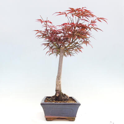 Vonkajší bonsai - Javor dlanitolistý - Acer palmatum RED PYGMY - 4