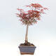 Vonkajší bonsai - Javor dlanitolistý - Acer palmatum RED PYGMY - 4/4