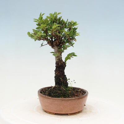 Vonkajšie bonsai - Zelkova - Zelkova NIRE - 4