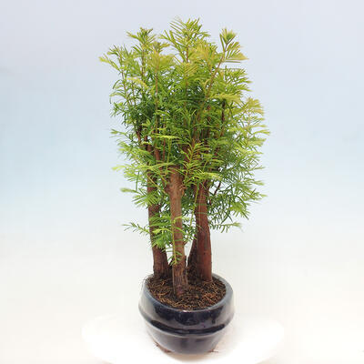 Vonkajšie bonsai - Metasequoia glyptostroboides - Metasekvoja čínska - 4