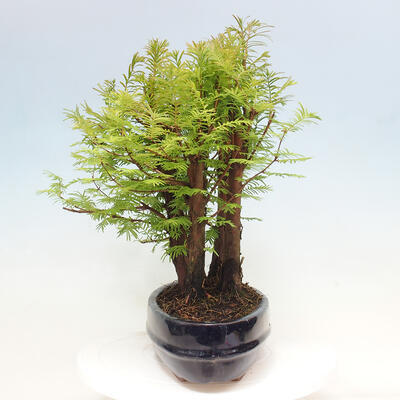 Vonkajšie bonsai - Metasequoia glyptostroboides - Metasekvoja čínska - 4