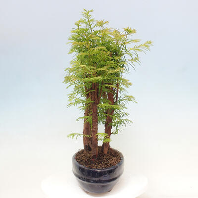 Vonkajšie bonsai - Metasequoia glyptostroboides - Metasekvoja čínska - 4