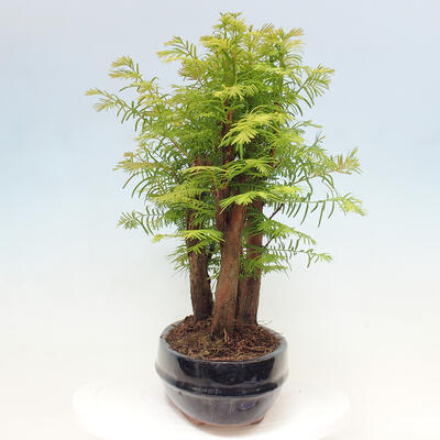 Vonkajšie bonsai - Metasequoia glyptostroboides - Metasekvoja čínska - 4