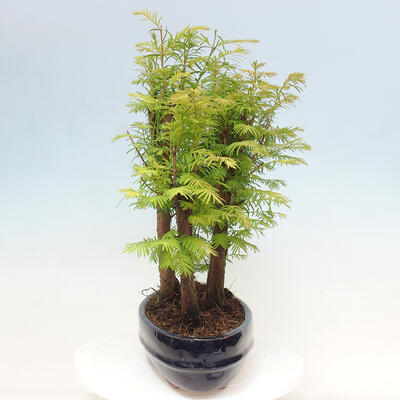 Vonkajšie bonsai - Metasequoia glyptostroboides - Metasekvoja čínska - 4