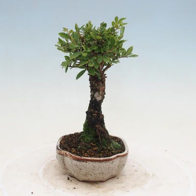 Vonkajšie bonsai - Zelkova - Zelkova NIRE - 4