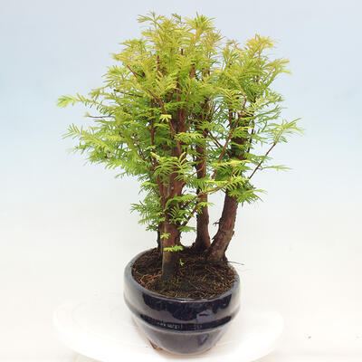 Vonkajšie bonsai - Metasequoia glyptostroboides - Metasekvoja čínska - 4