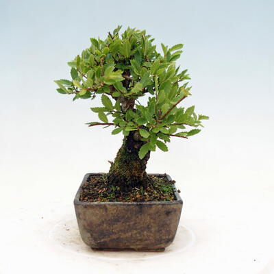 Vonkajšie bonsai - Zelkova - Zelkova NIRE - 4