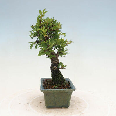 Vonkajšie bonsai - Zelkova - Zelkova NIRE - 4