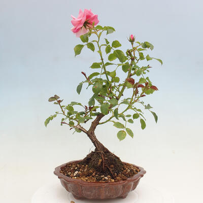 Vonkajší bonsai - Rosa sp. - malokvetá ruža - 4