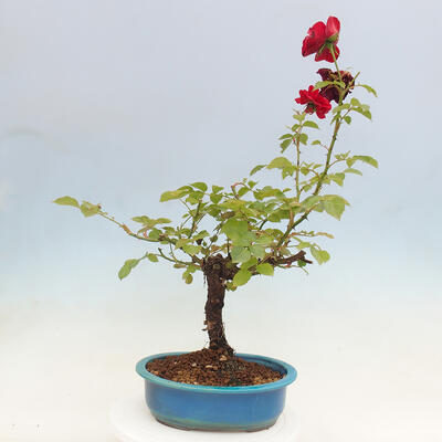 Vonkajší bonsai - Rosa sp. - malokvetá ruža - 4