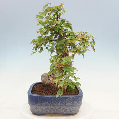 Vonkajšie bonsai - Javor Buergerianum - Javor Burgerův - 4