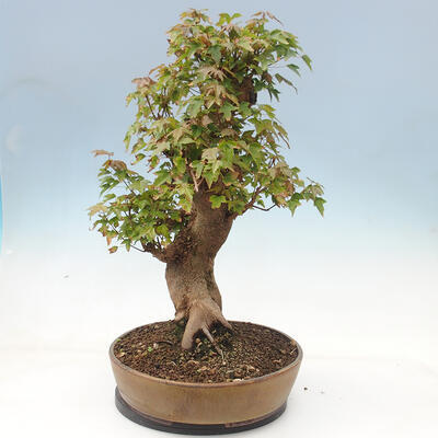 Vonkajšie bonsai - Javor Buergerianum - Javor Burgerův - 4